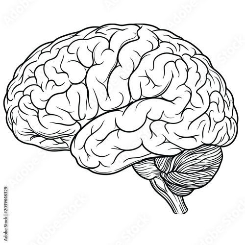 Human brain lateral view anatomical structure line art