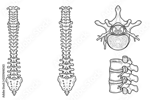 Tableau sur toile Detailed human vertebral column and individual vertebra anatomy