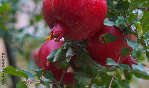 Schilderij op canvas Ripe red pomegranate fruit hanging on a tree branch close up.