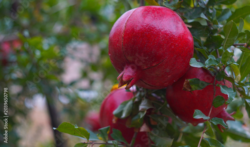 Foto Ripe red pomegranate fruit hanging on a tree branch close up.