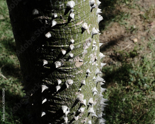 фотографія Silk floss tree trunk showing sharp spikes and unique texture on its green bark