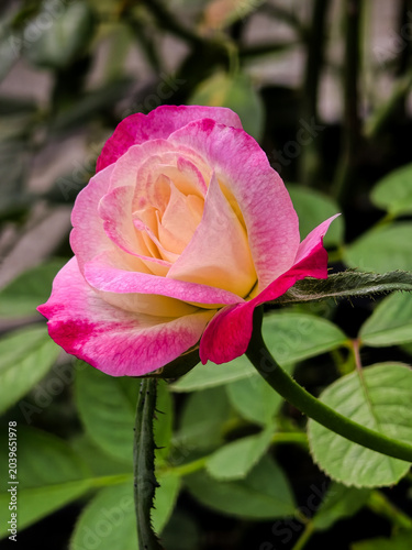 Amazing Beautiful Love Blooming Rose