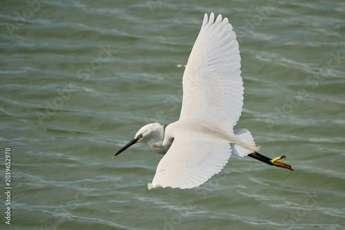 White egret flying with wings spread over water
