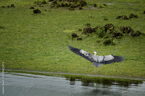 Grey heron spreading wings along green river bank