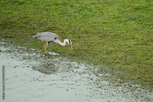 Grey heron hunting food in shallow water