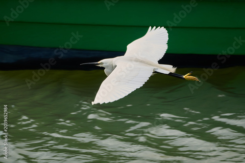 White egret flying with wings spread over water