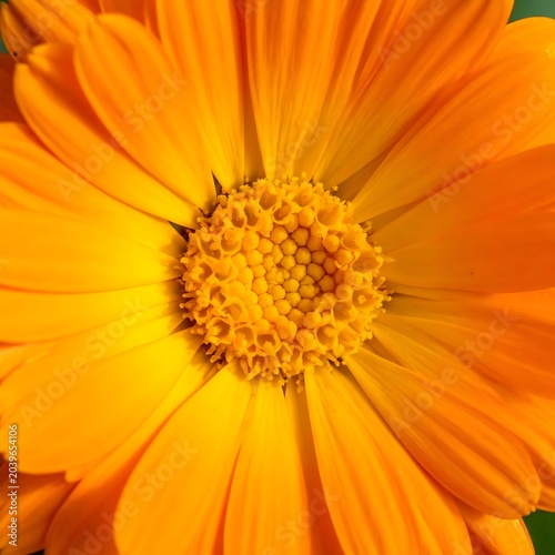 Close-up of a vibrant orange flower with delicate petals (1)
