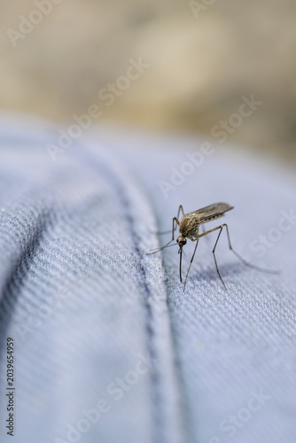 mosquito on jeans close-up macro photography