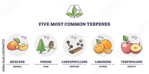 Obraz na płótnie Terpenes types for essential oils and aromatic nature flavors outline diagram, transparent background