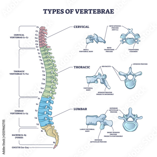 Konstfotografi Types of vertebrae and cervical, thoracic and lumbar division outline diagram, transparent background
