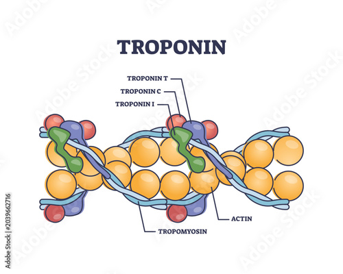 Foto Troponin complex and three regulatory proteins structure outline diagram, transparent background