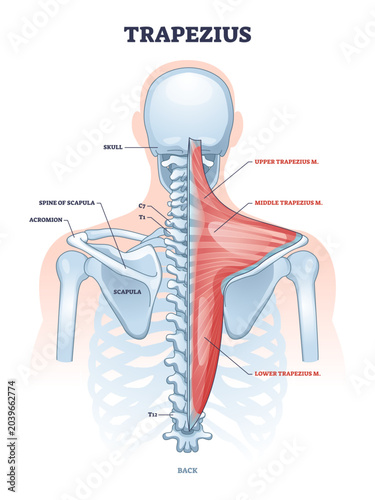 Obraz na plátně Trapezius muscle and human back spine skeletal structure outline diagram, transparent background