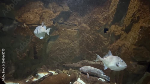 Aquarium with light blue fishes 