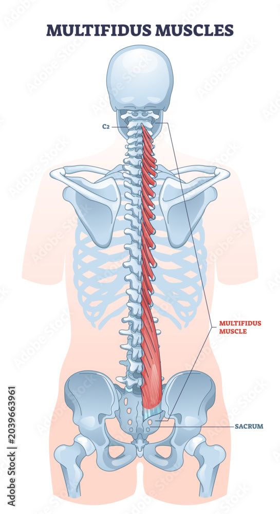 Obraz premium Multifidus muscles as spine backbone muscular system outline diagram, transparent background. Labeled educational anatomy structure with back vertebrae from sacrum to axis illustration.