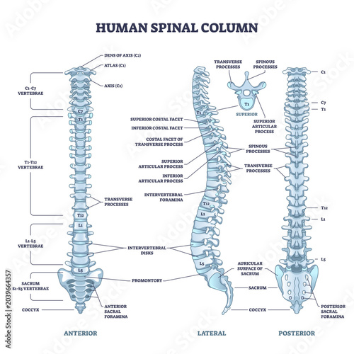 Human spinal column structure with backbone and spine skeletal anatomy outline diagram, transparent background. Labeled educational human back description and detailed anterior, lateral.