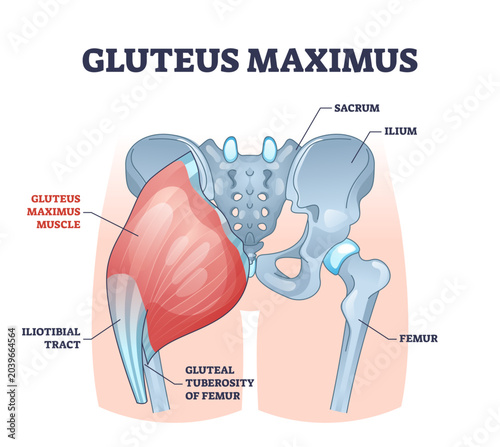 Bild auf Leinwand Gluteus maximus muscle as medical hip and leg medical anatomy outline diagram, transparent background