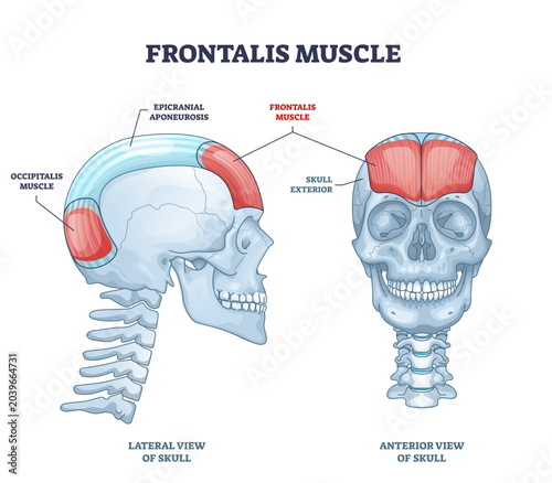 Obraz na płótnie Frontalis muscle with human head facial muscular system outline diagram, transparent background