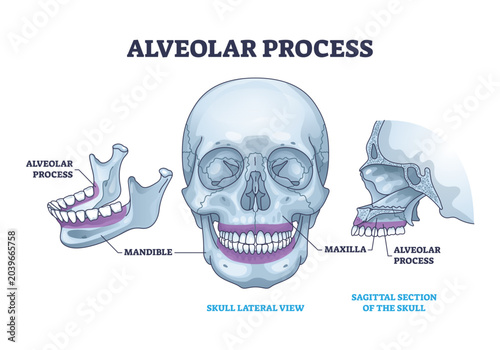 Tableau sur toile Alveolar process with anatomical head bone ridge for teeth outline diagram, transparent background