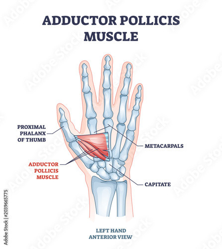 Fotografía Adductor pollicis muscle with hand or palm skeletal system outline diagram, transparent background