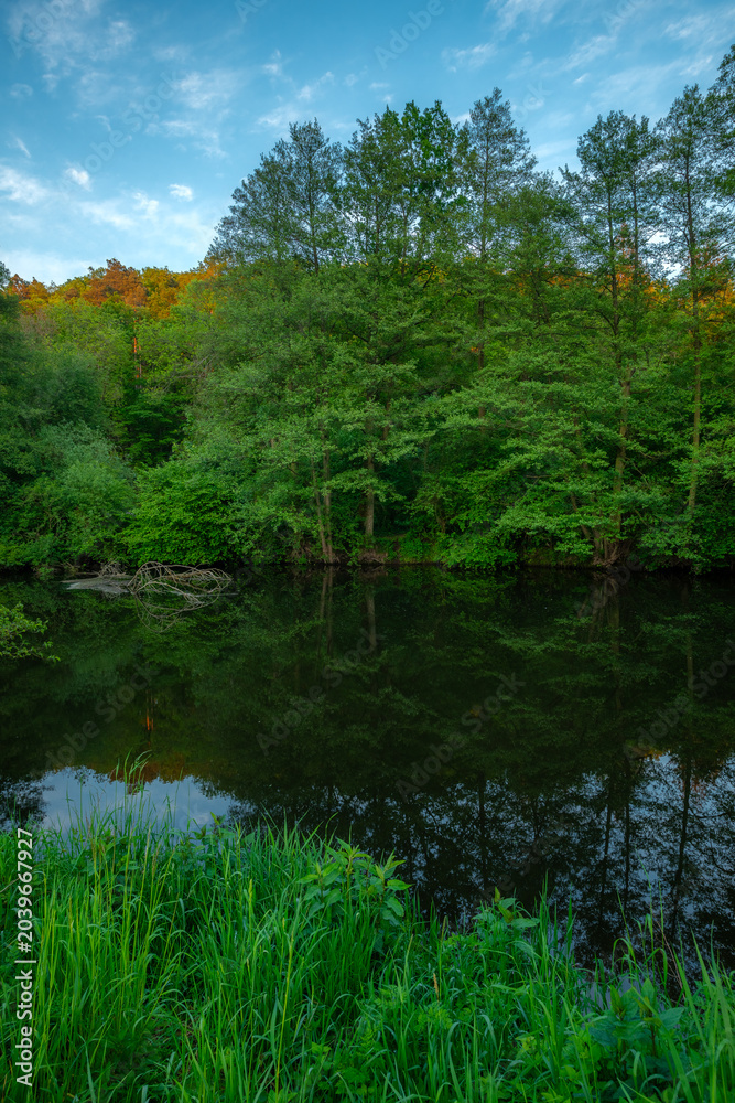 Obraz premium A perfectly calm forest stream reflecting the tall green trees lining its banks like a mirror, capturing the serene and untouched natural beauty of the quiet summer woodland environment.