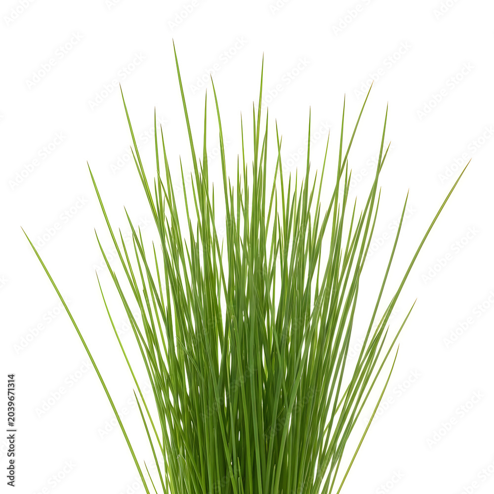 Naklejka premium Close up of tall green grass blades in natural light
