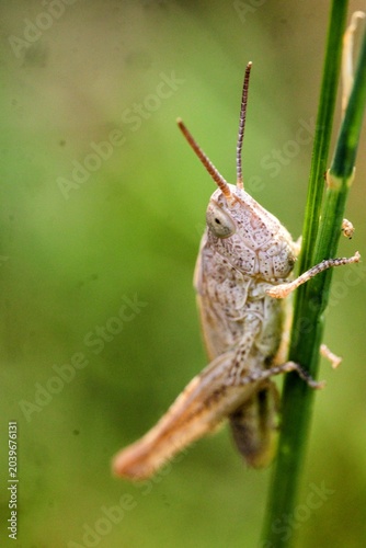 grasshopper on a leaf