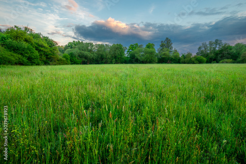 Εκτύπωση καμβά Serene rural landscape showing a vast dense green meadow full of tall wild grass leading to a thick forest edge under a magnificent cloudy evening sky at dusk