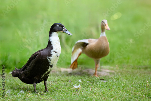Φωτογραφία Two domestic Indian runner ducks in a vibrant green grassy field