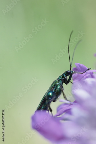 butterfly on a flower