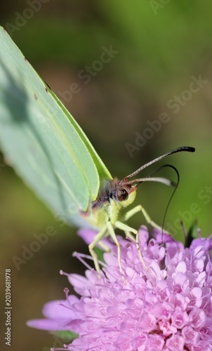 butterfly on a flower
