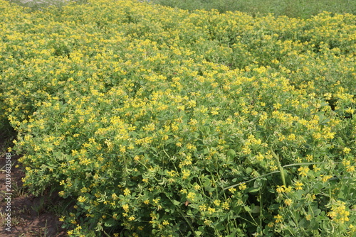 Trigonella corniculata plant with flower on farm
