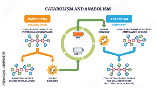 Bild auf Leinwand Metabolic catabolism anabolism cycle shows breakdown and buildup with ATP-ADP energy flow, key elements are molecules, arrows, and ATP battery icons, transparent background