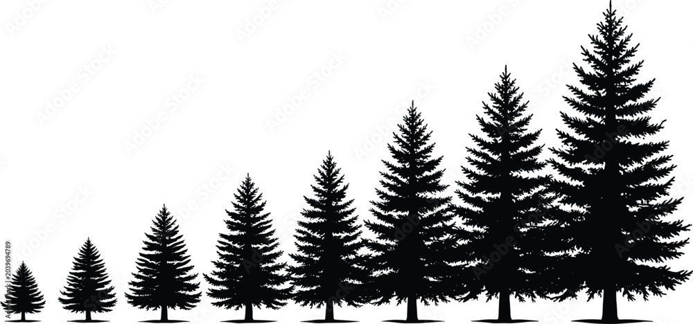 Fototapeta premium Black Silhouette Illustration of Evergreen Trees Arranged in Progressive Growth Sequence Representing Nature Development and Scaling Concept