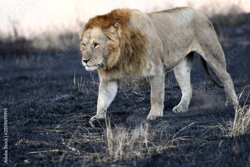 Photography African Lions Photographed against burnt Savannah Grass at Maasai Mara National