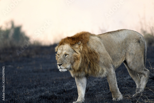 Photography African Lions Photographed against burnt Savannah Grass at Maasai Mara National