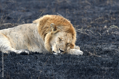Canvas Print African Lions Photographed against burnt Savannah Grass at Maasai Mara National