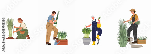 Quadro su tela Set of diverse people harvesting lemongrass or tall herbs in a garden, isolated on white background, flat vector illustration
