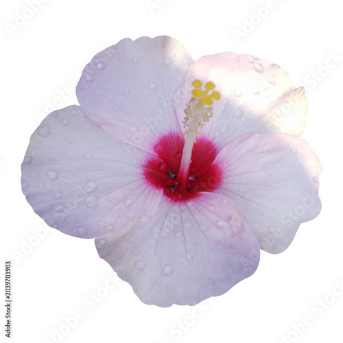 pink hibiscus flower isolated on white background