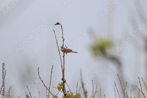 White throat warble