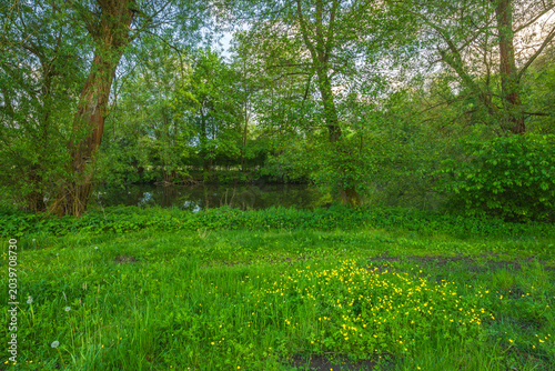 green grass and trees