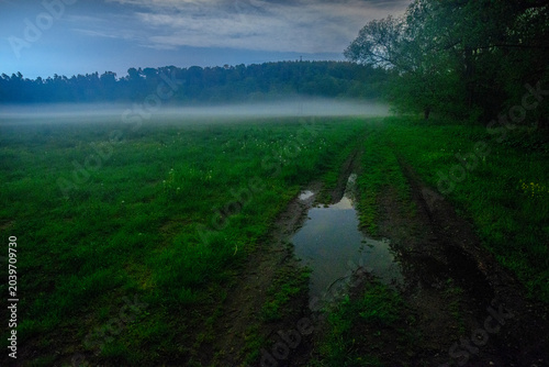 morning in the forest