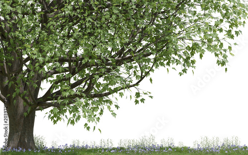 Big green maple tree and grass with purple flowers isolated on transparent background, realistic cutout foliage element for architectural 3d rendering and digital landscape design, PNG File