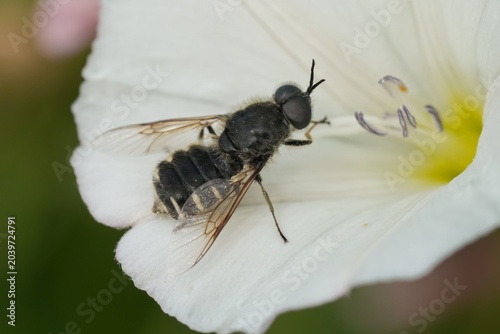 Fotografia Closeup on a Bulgarian Lasopa Soldierfly, Stratiomyidae, on a white flower