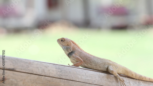 Konstfotografi the lizard appears to be an Oriental Garden Lizard
