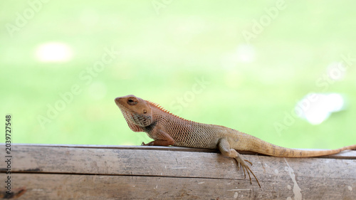 Foto They are primarily insectivorous, feeding on various insect pests, which makes t