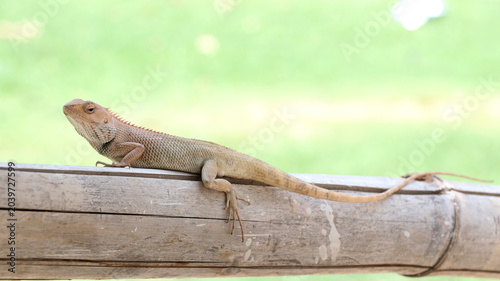 Foto This is an Oriental garden lizard, also known as the changeable lizard or Calote