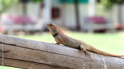 Photos the lizard appears to be an Oriental Garden Lizard