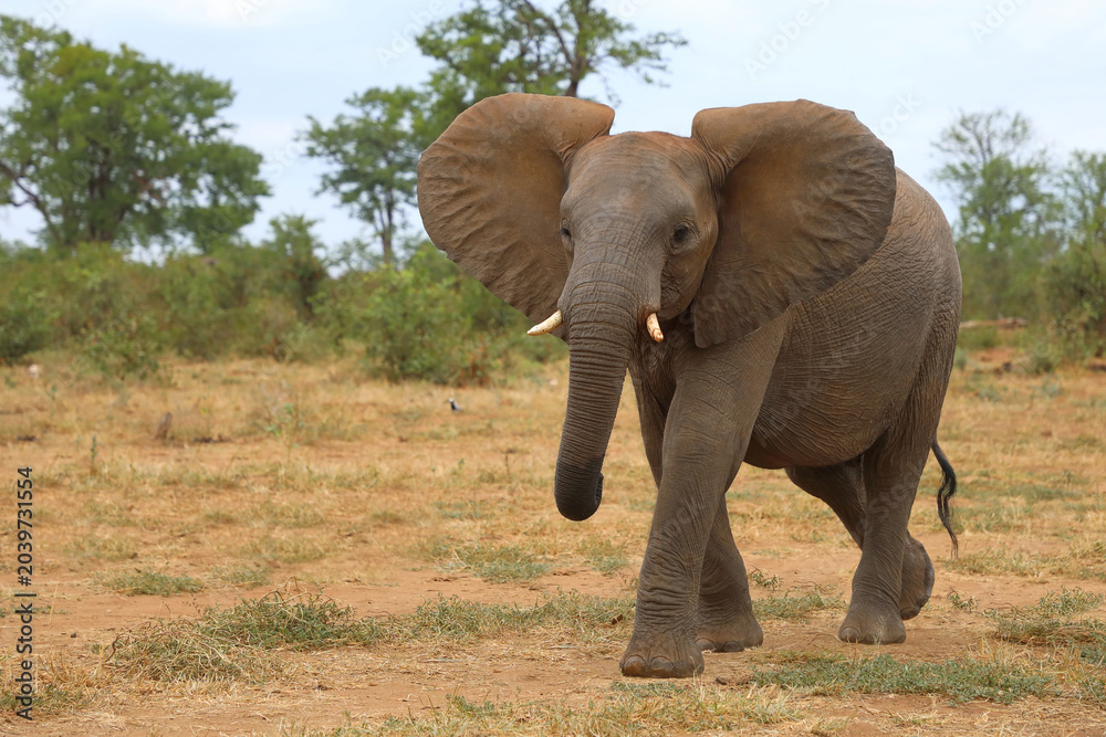Fototapeta premium Afrikanischer Elefant / African elephant / Loxodonta africana