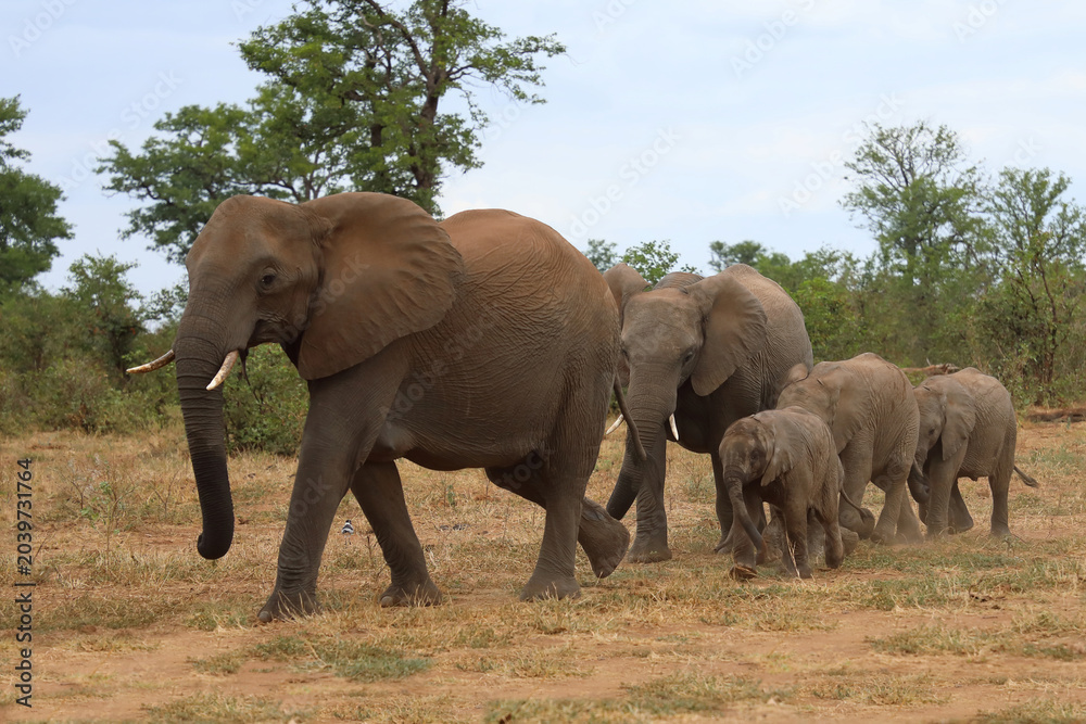 Fototapeta premium Afrikanischer Elefant / African elephant / Loxodonta africana