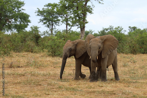 Fotografie Afrikanischer Elefant / African elephant / Loxodonta africana